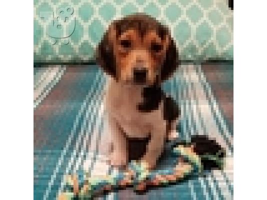 PoulaTo: Κουτάβια Beagle